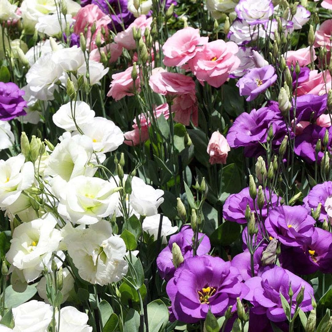 Aprende a cultivar el lisianthus, una planta de flor espectacular