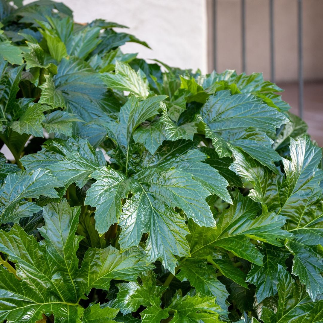 La poda otoñal ayuda a la salud del acanto