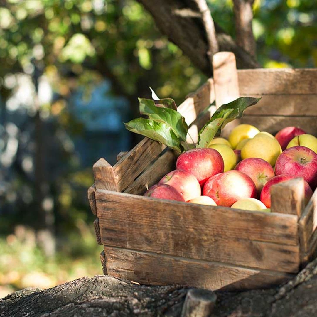 Construye un carrito de madera a medida para las frutas y verduras ¡con tus propias manos!