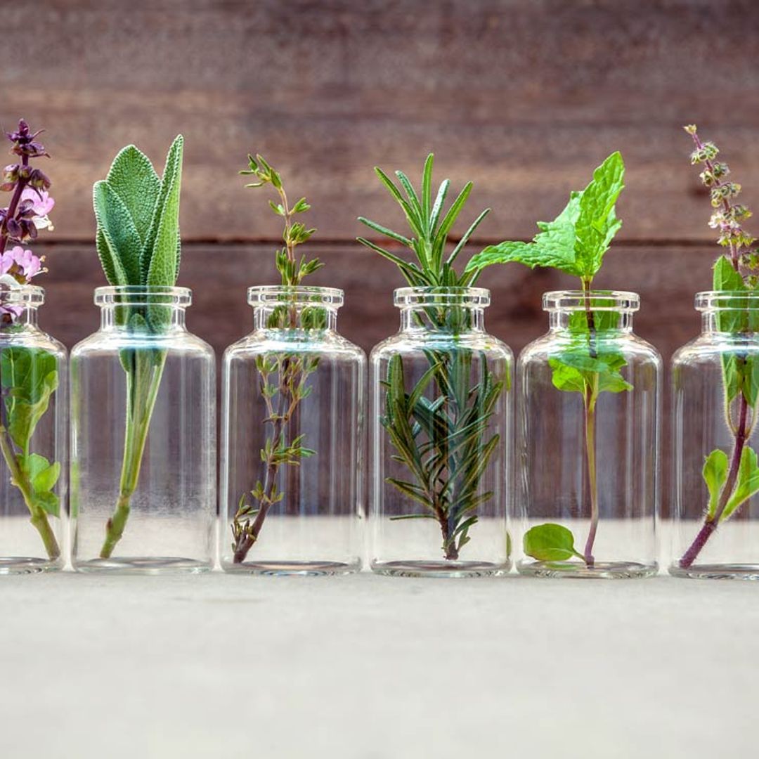 Un extra de vitaminas y minerales con estas plantas medicinales