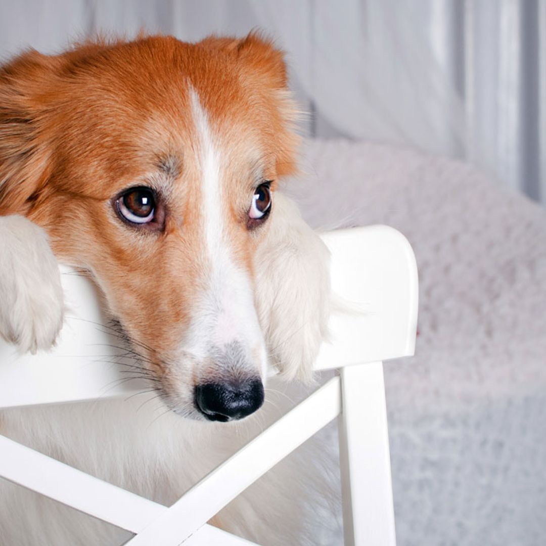Estas son las razas de perros más miedosos