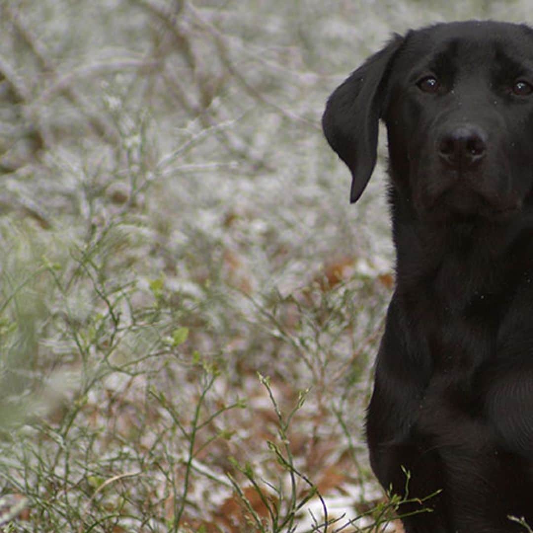 Bo, el labrador que se perdió y regreso a casa con una peculiar amiga