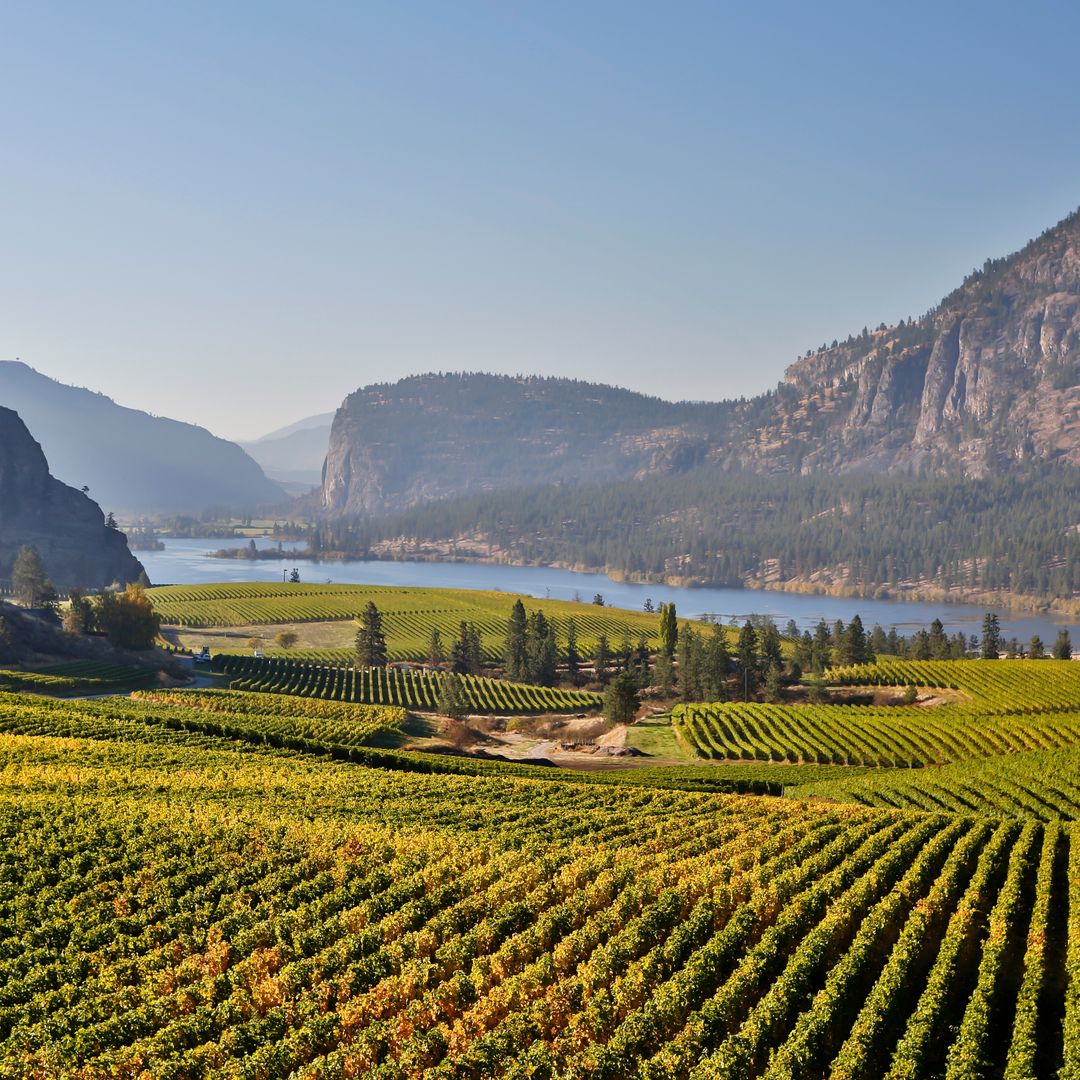 Viñedo Blue Mountain con Mcintyre Bluff y el lago Vaseux al fondo en otoño en el valle de Okanagan, Canadá.