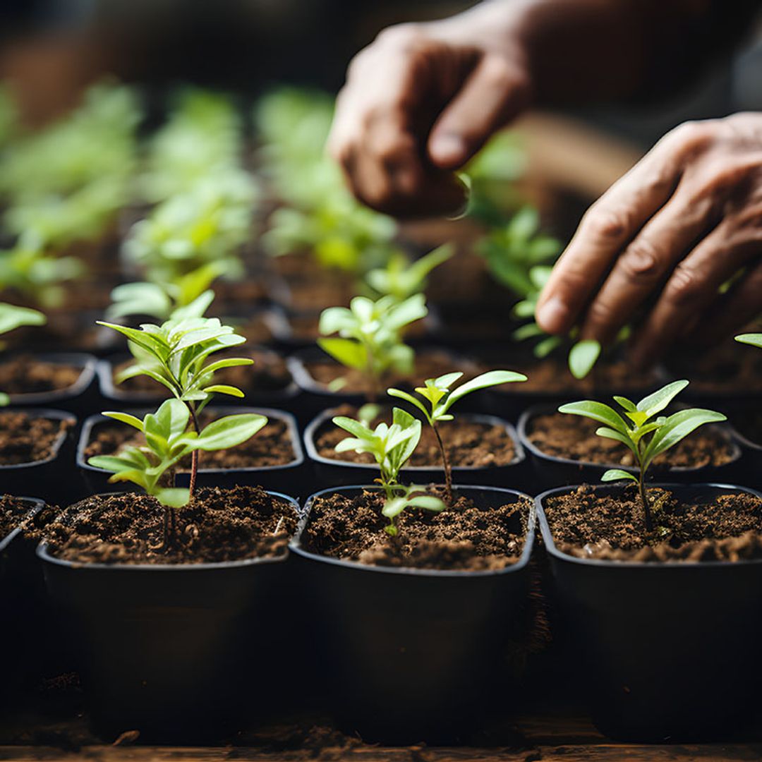 Así podrás preparar los semilleros para tus cultivos del huerto y del jardín