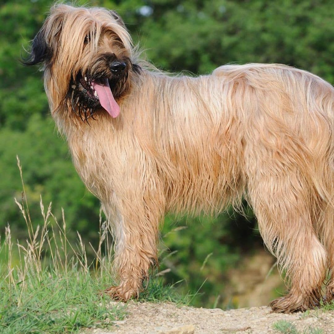 Pastor de Brie o Briard, todo sobre este grandullón de origen francés