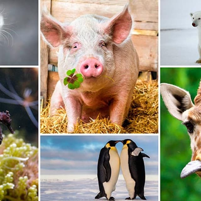 collageanimales