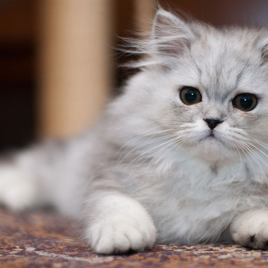 Cómo actuar para que tu mascota no sufra estrés durante una mudanza o una obra en casa