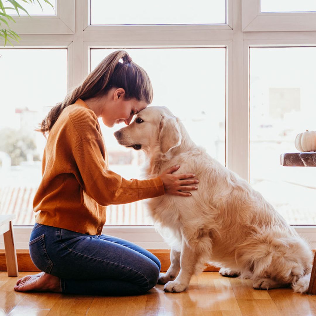 ¿Qué hacer si mi mascota enferma durante el brote de coronavirus?