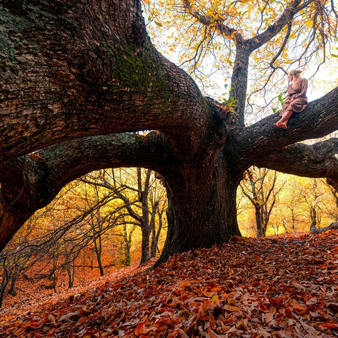 España en 14 bosques perfectos para el otoño