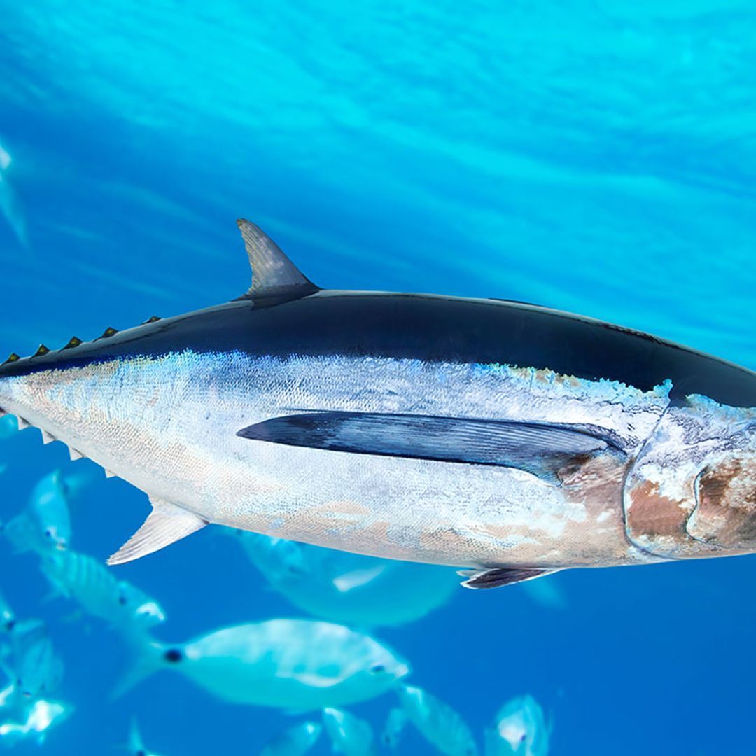 El atún se aleja hacia el Polo Norte por efecto del cambio climático