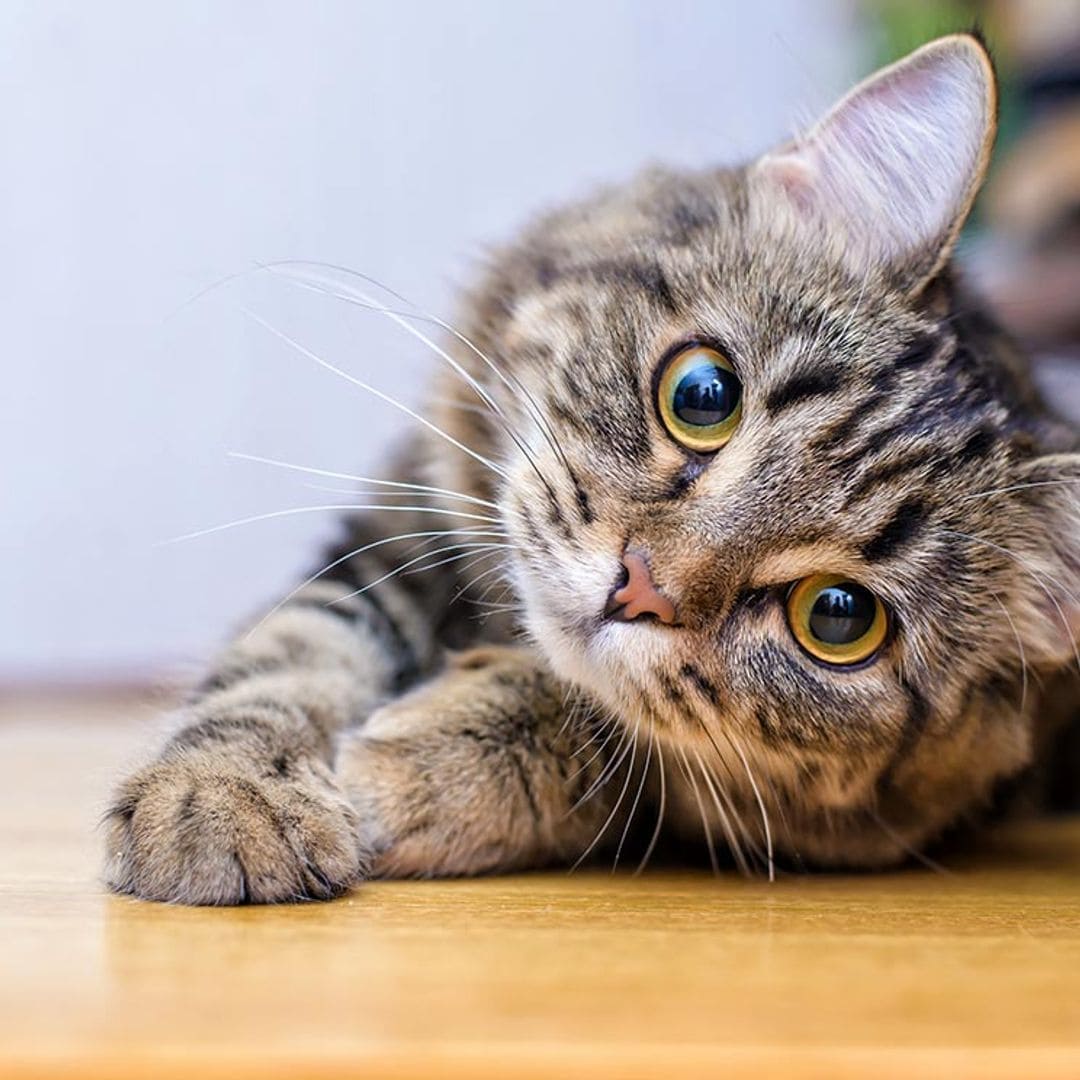 Datos curiosos sobre los gatos que no conoces