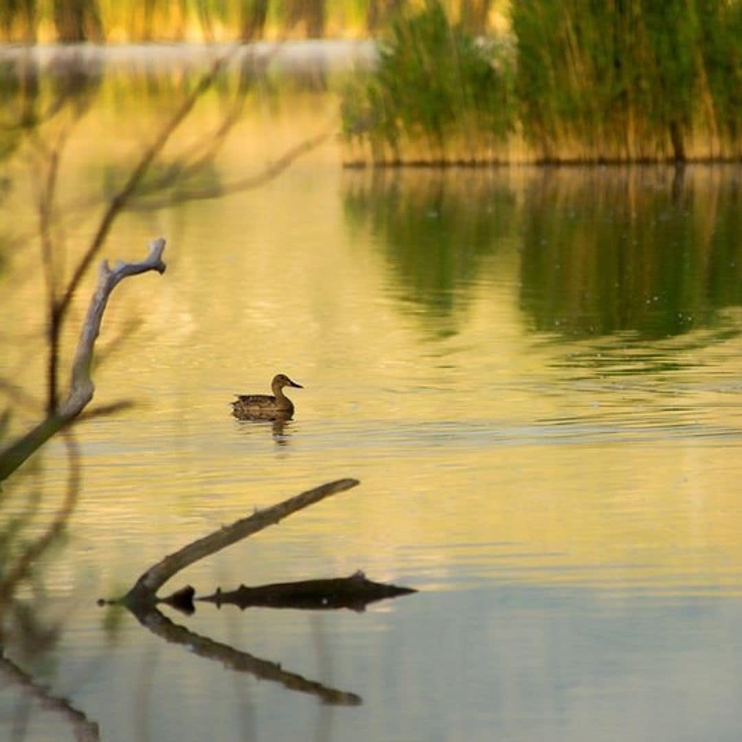 Laguna de Padul, Granada