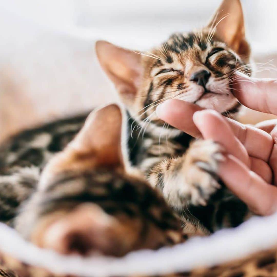 Tengo un gato en casa y quiero adoptar otro ¿cómo lo hago para evitar problemas?