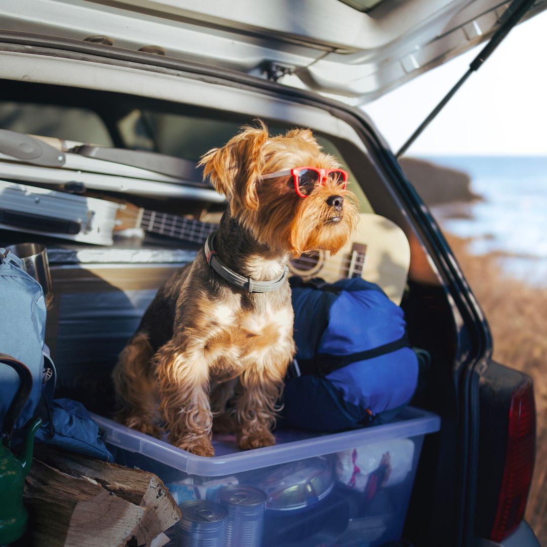 Me voy de vacaciones con mi perro y esto es todo lo que voy a llevar en su maleta