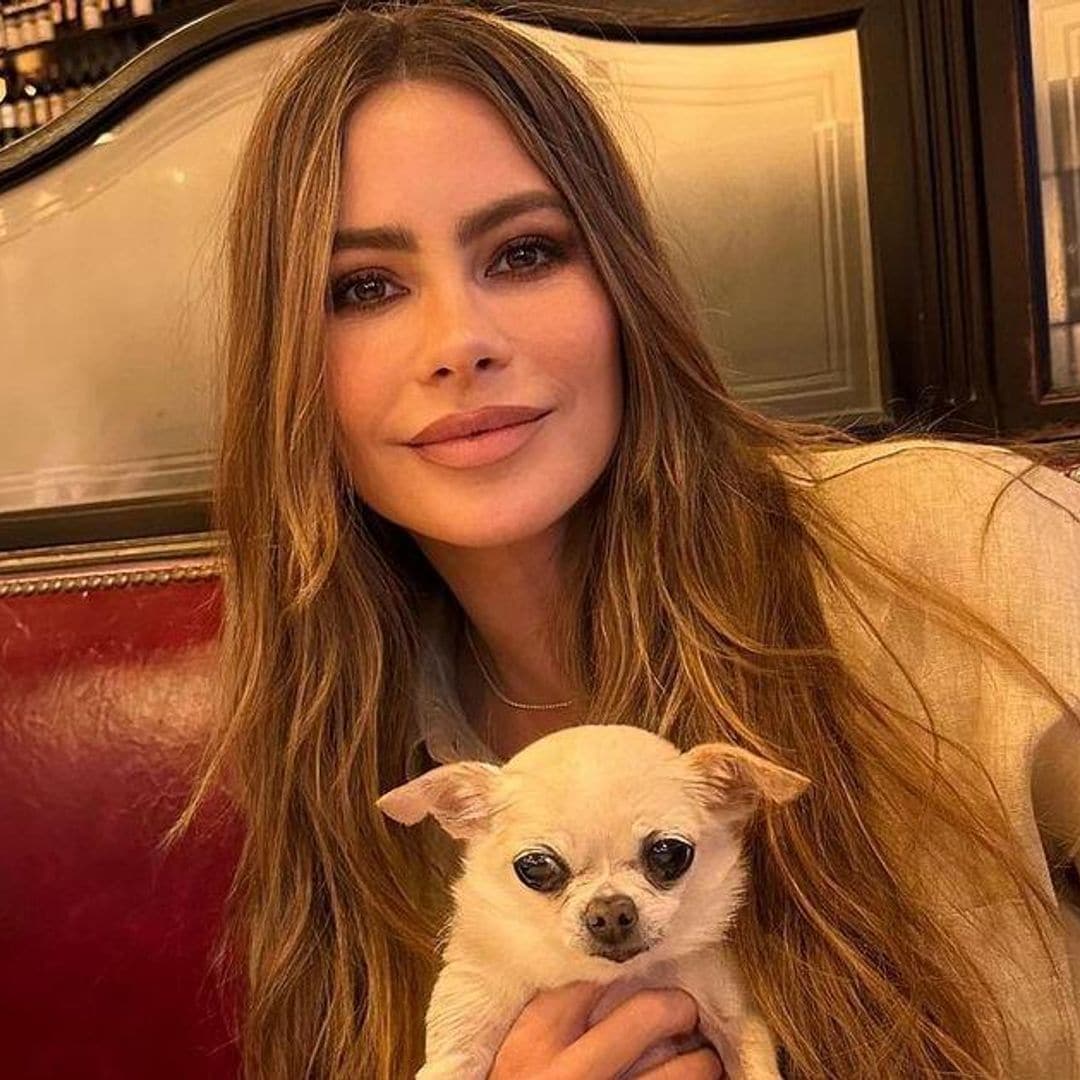 Sofía Vergara toma drástica decisión sobre la custodia de su perro ‘Bubbles’