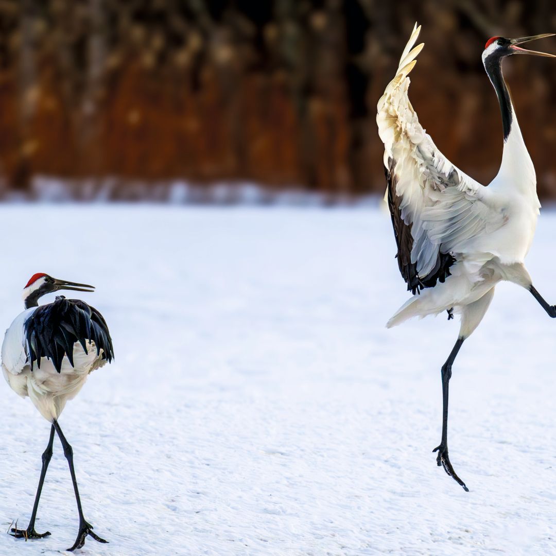 Dos grullas de corona roja protagonizan travesuras matinales en el Parque Nacional Kushiro Shitsugen (Hokkaidō, Japón)