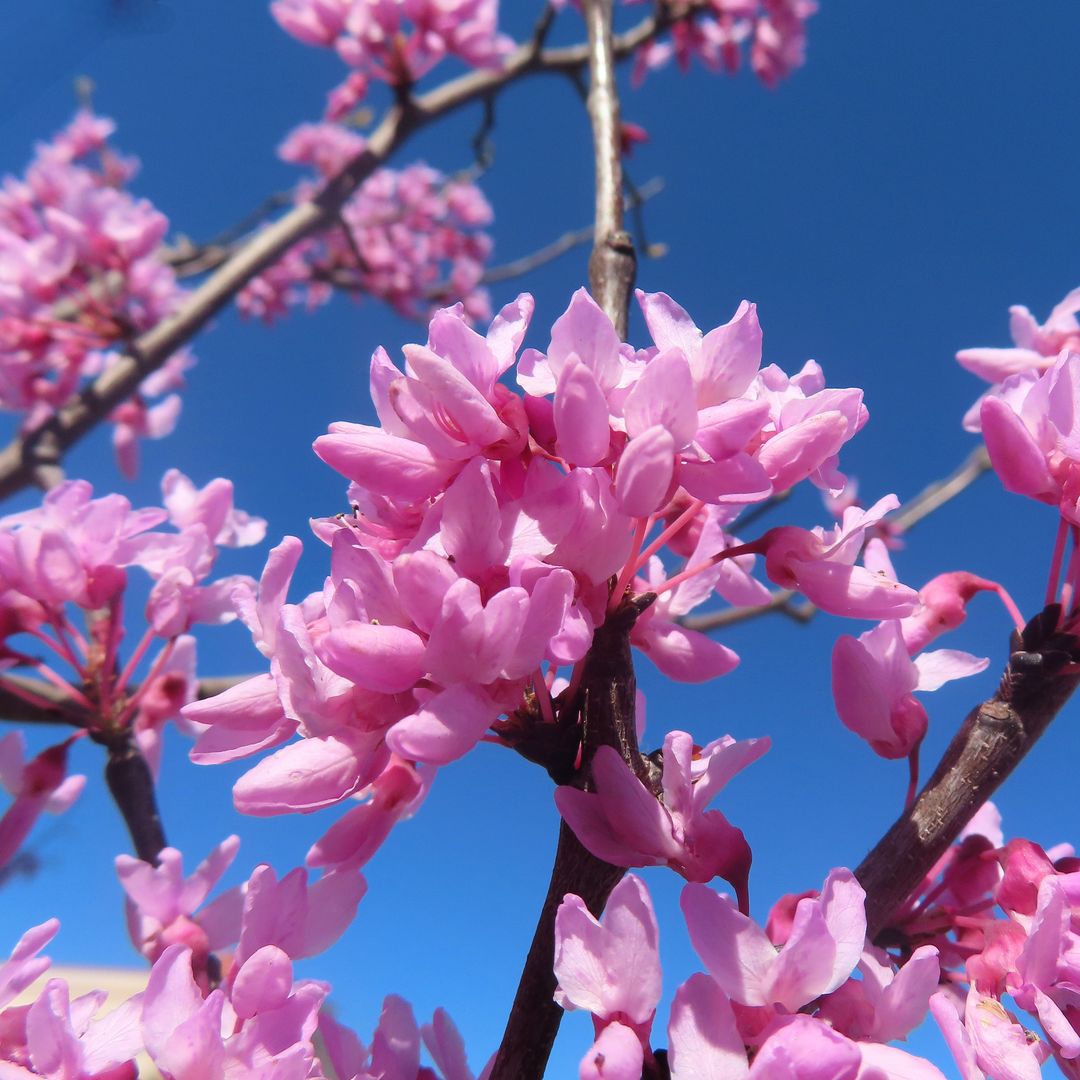 Árbol del amor: una joya floral para realzar la belleza de tu jardín esta primavera
