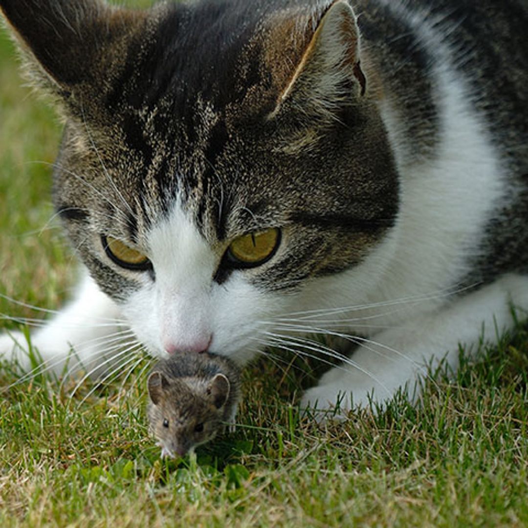 ¿Ratón que te pilla el gato? ¡En este caso, no!