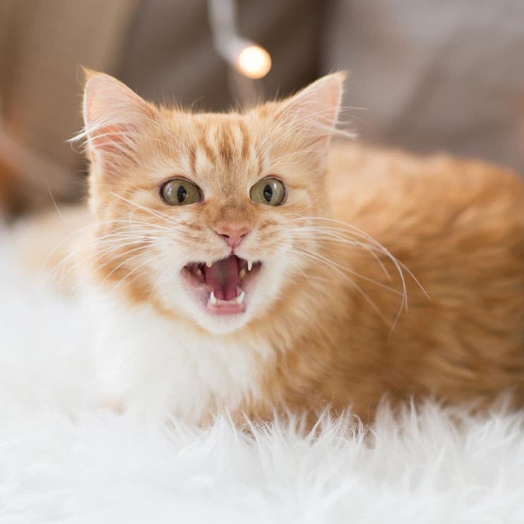 ¿Por qué razones maúlla tanto mi gato?