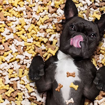qué pasa si le das palomitas de maíz a los perros