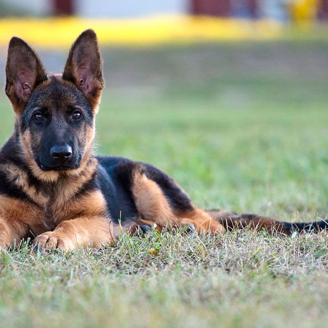 Displasia de cadera, una enfermedad común en el pastor alemán
