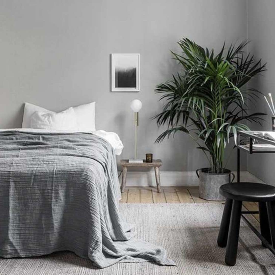 Ventajas de decorar una habitación con plantas