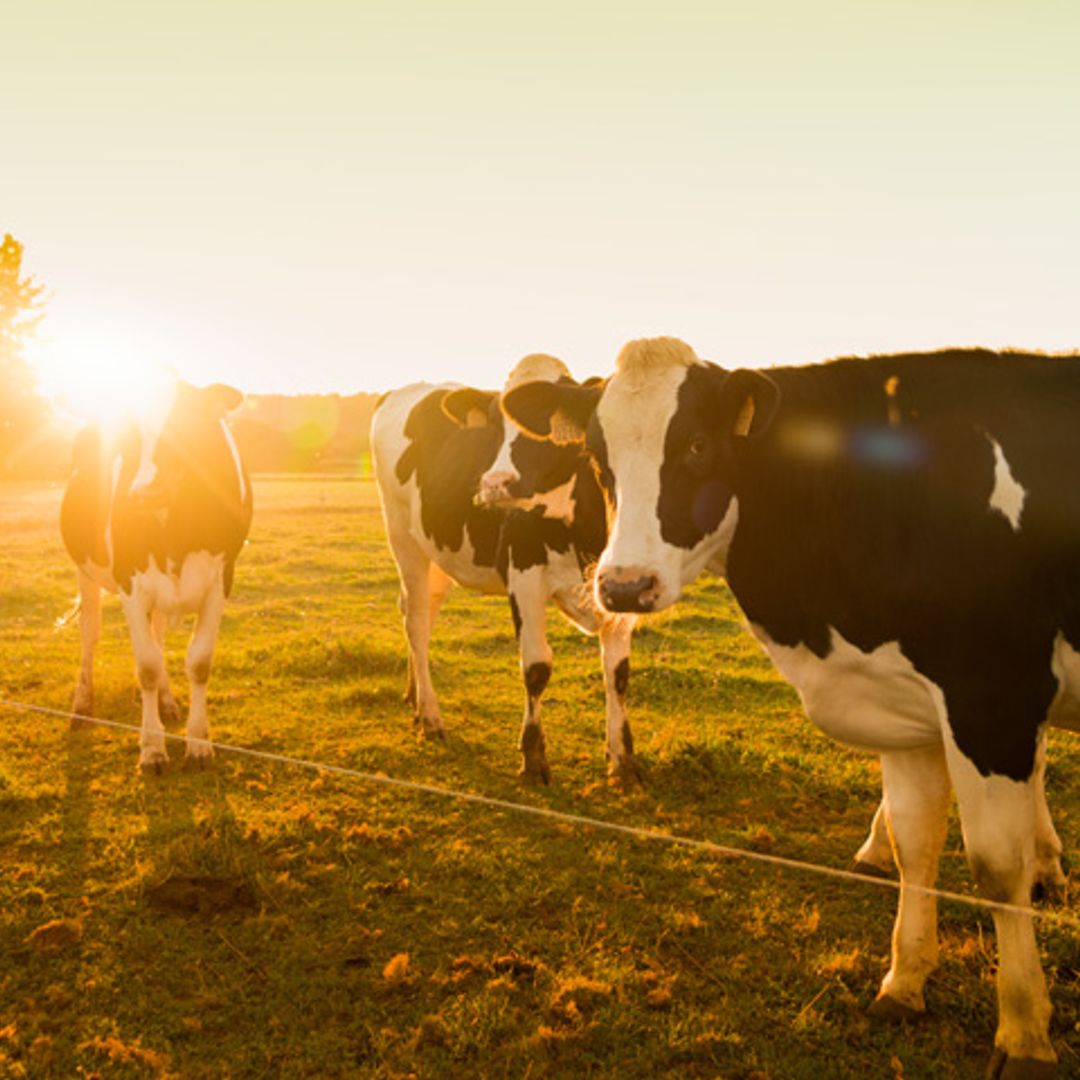 Únicla, la leche de sabor extraordinario con menos grasas saturadas que respeta el medioambiente
