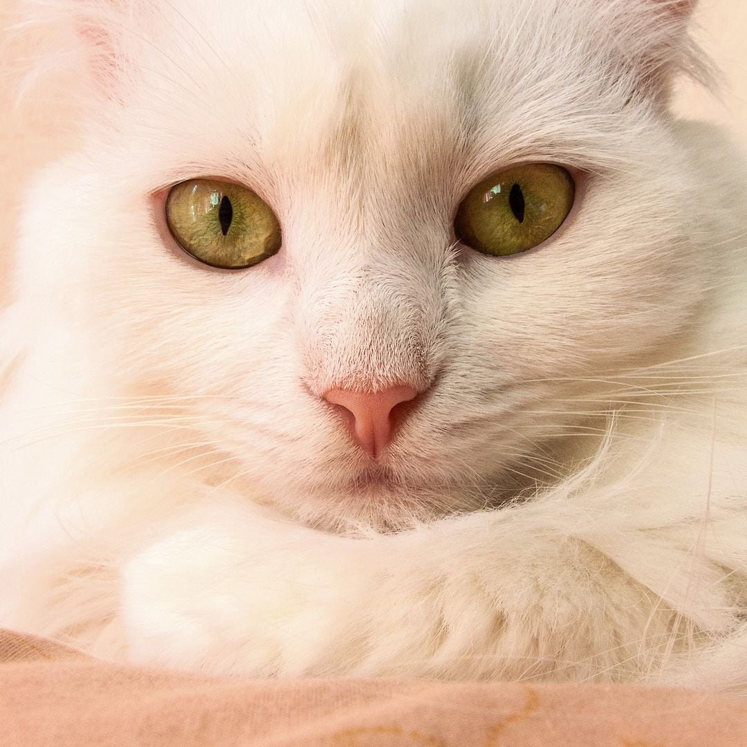 Desmontamos los mitos sobre los felinos de la casa: Lo que realmente necesitas saber este Día Internacional del Gato