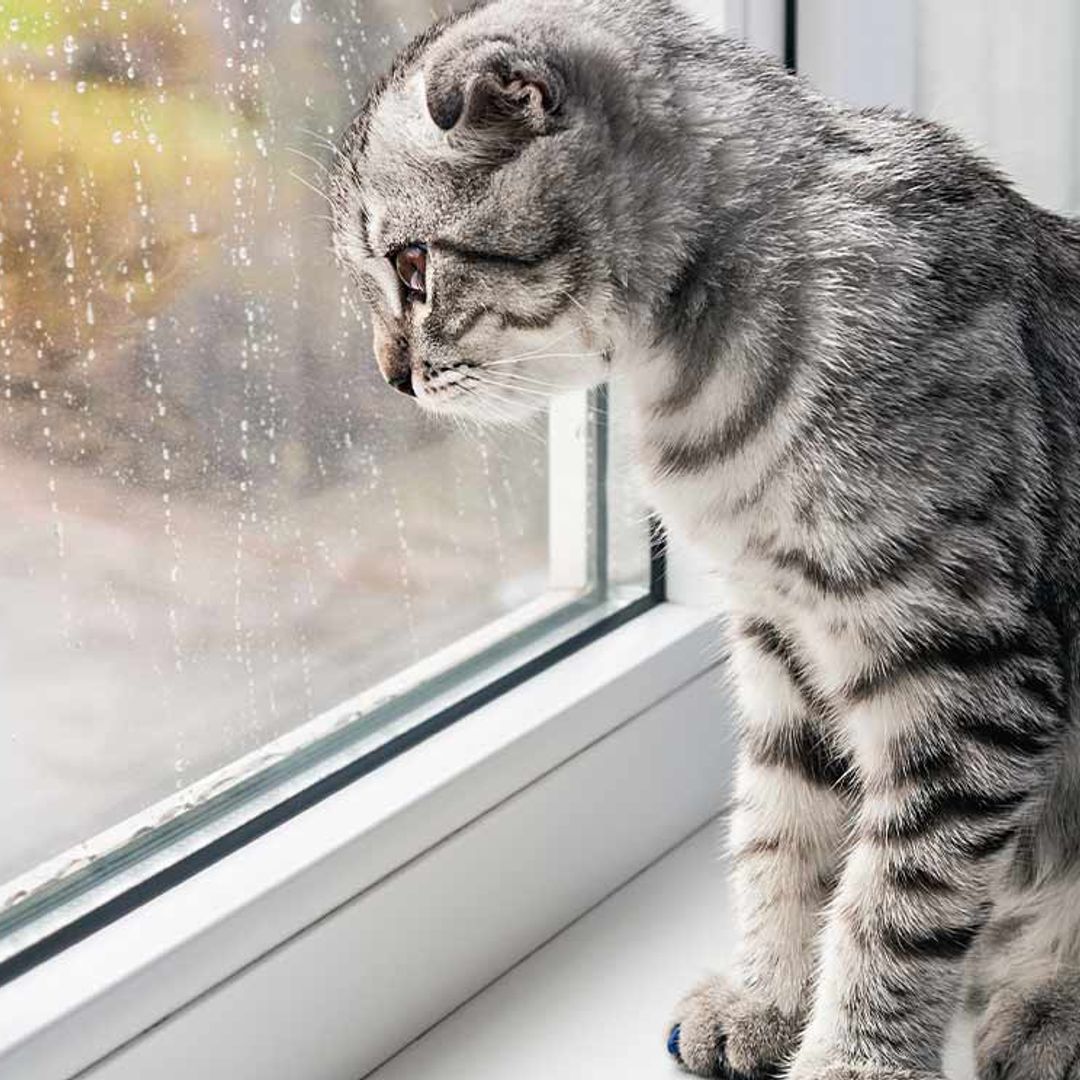 Cuidado con dejar solo a tu gato en verano: su independencia tiene un límite