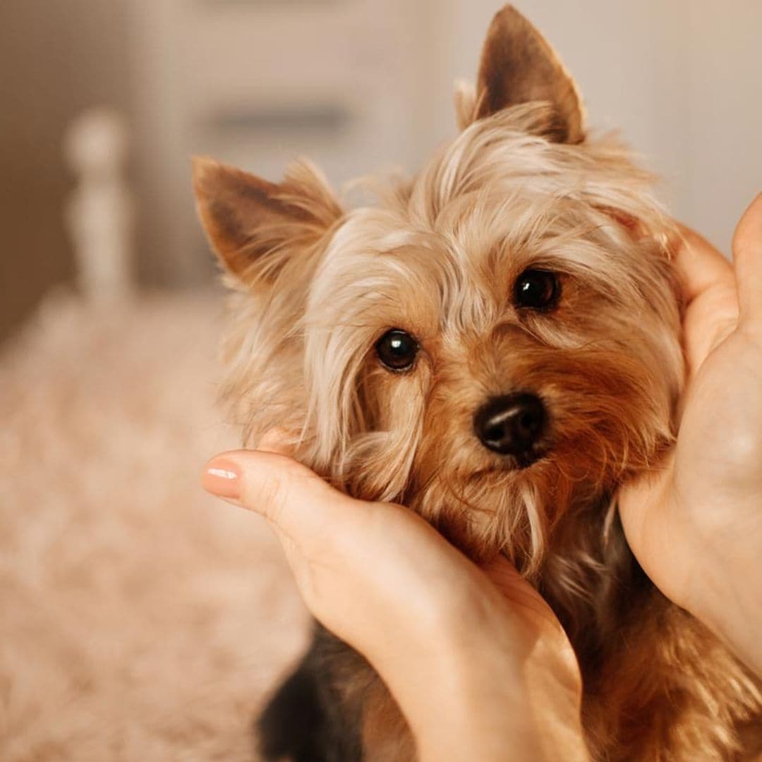 Las razas de perro más recomendables para personas con ansiedad