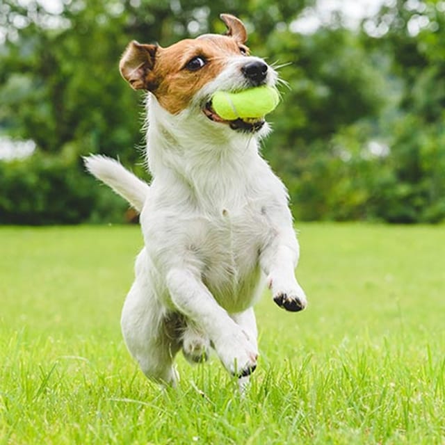 ejercicio y deportes que puedes hacer con tu perro 0