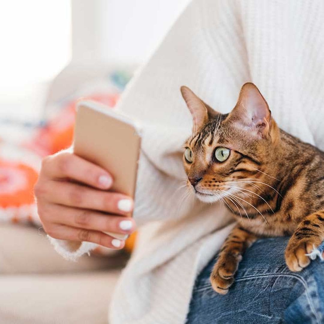 Una app puede detectar si tu gato está sufriendo dolor