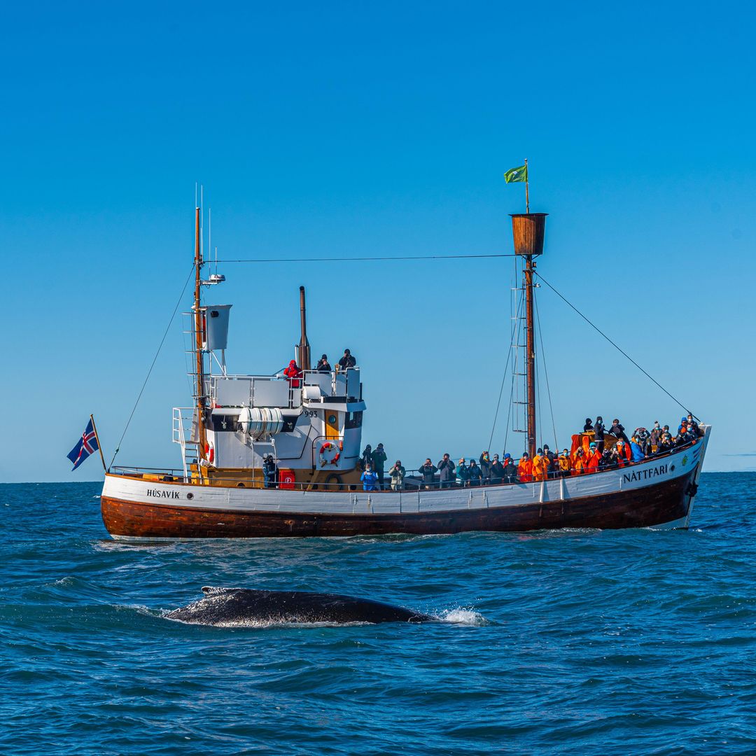 Avistamiento de ballenas en Husavik, Islandia