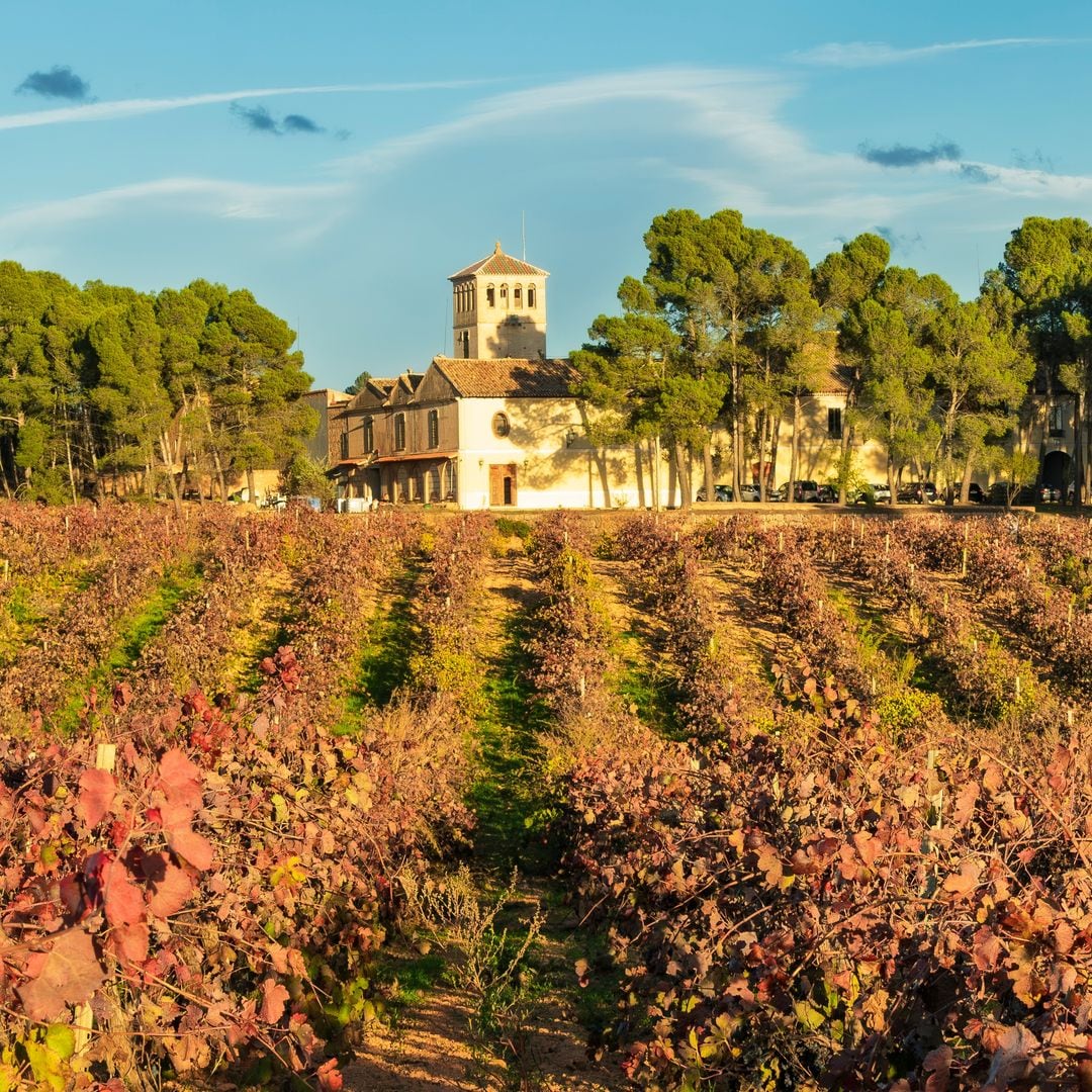 La localidad valenciana donde nació Pablo Motos y que ha sido elegida como ciudad Española del Vino 2026