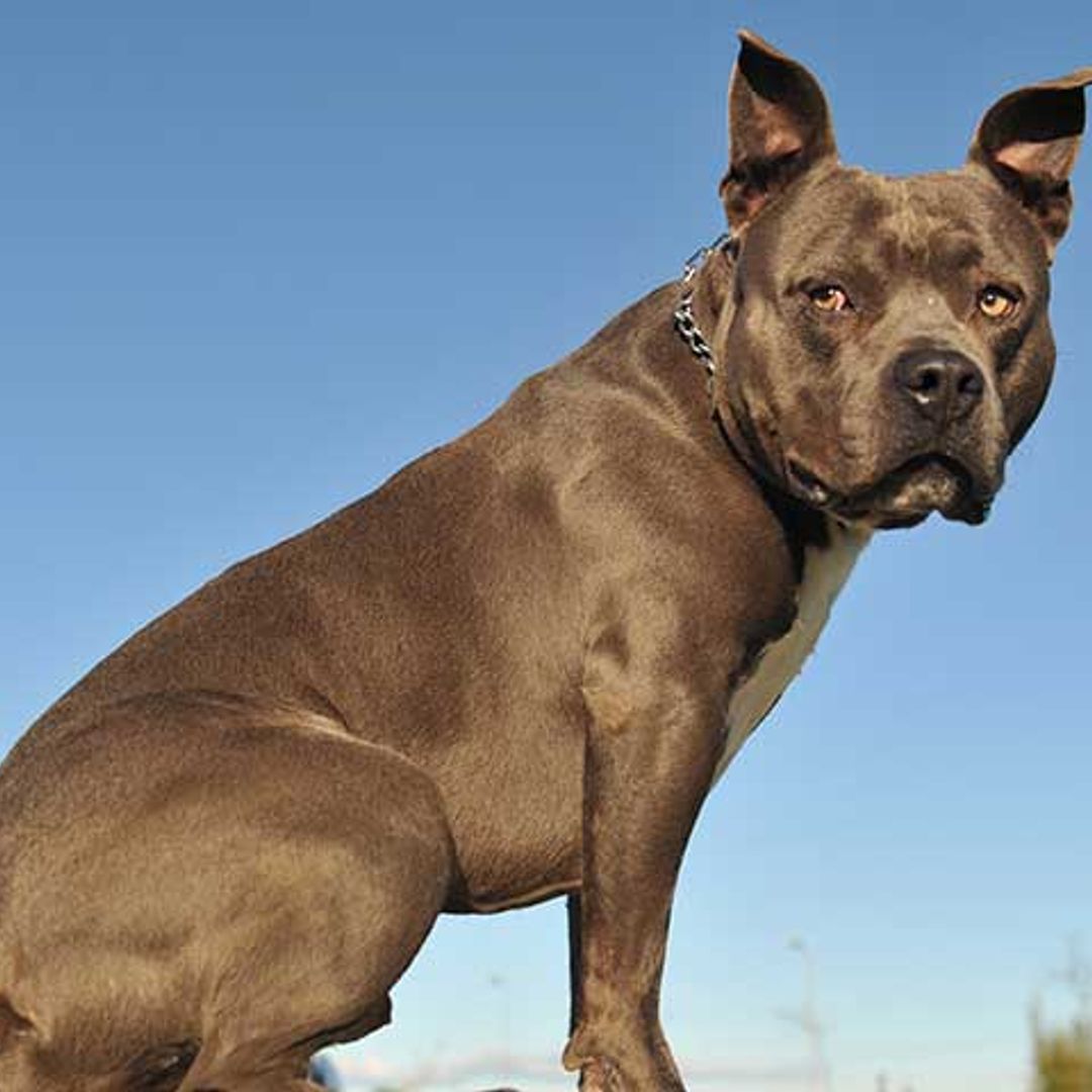 La historia de Cooper: de rescatado por una ONG a perro policía