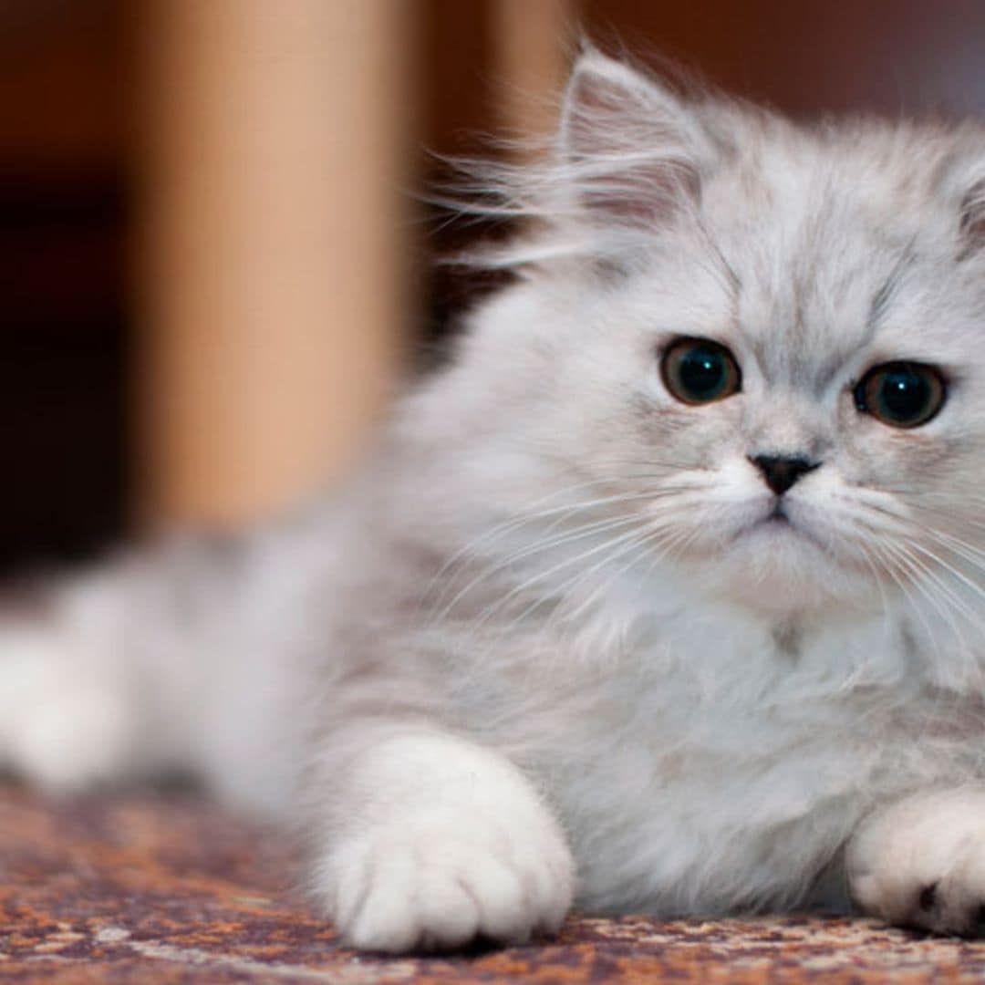 Sencillos trucos para eliminar el pelo de tu mascota de la ropa y otras superficies