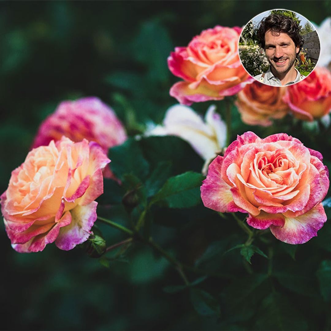 Chico Plantas, experto en jardinería y espacios verdes, revela las variedades de rosas que debes conocer