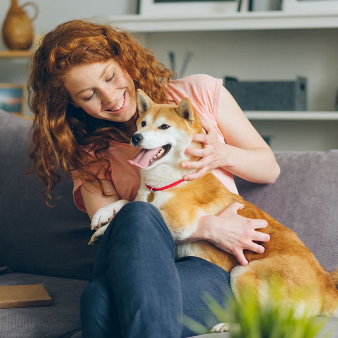 Las razas de perro que mejor llevarán el final del confinamiento