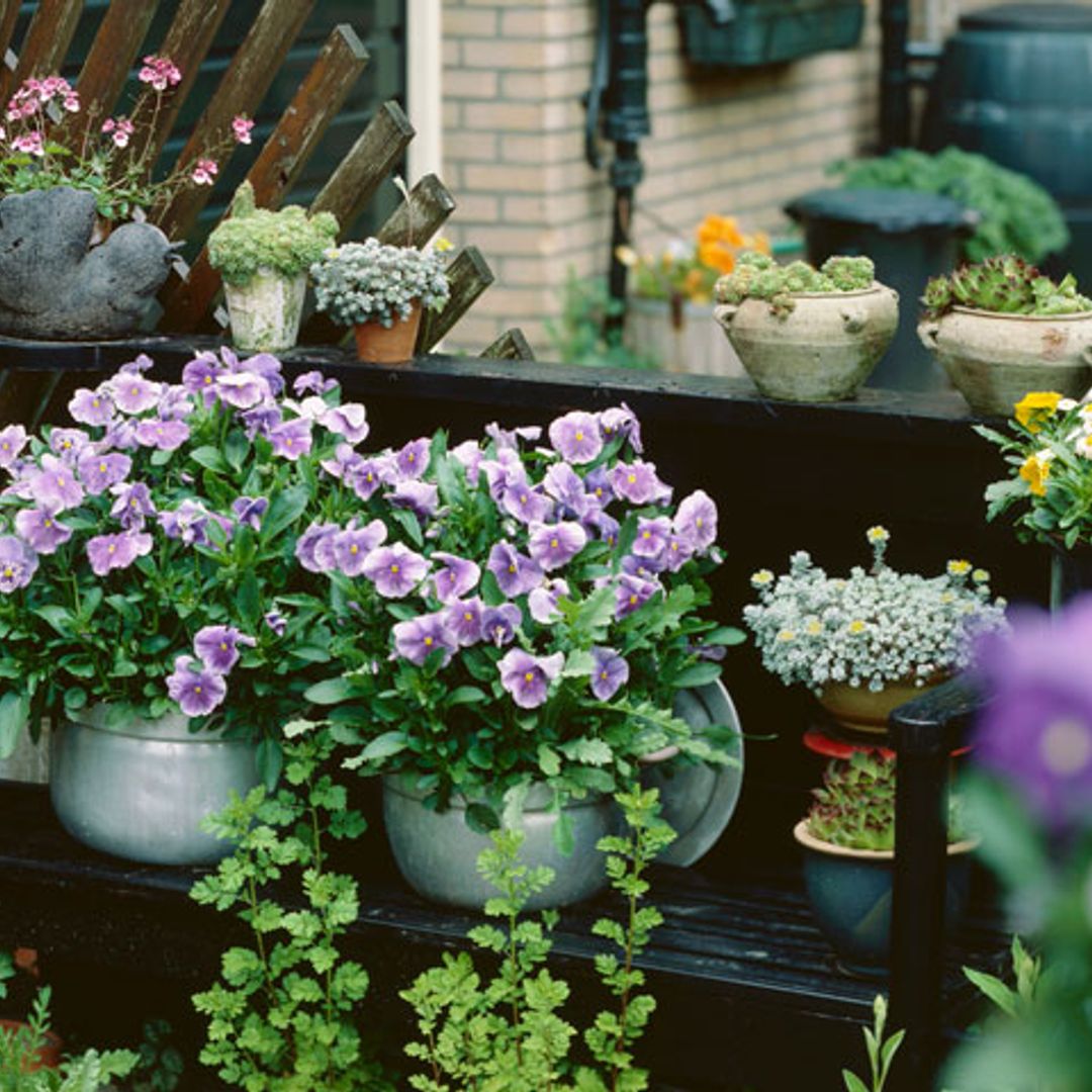 Ideas para decorar tu terraza con plantas de otoño e invierno