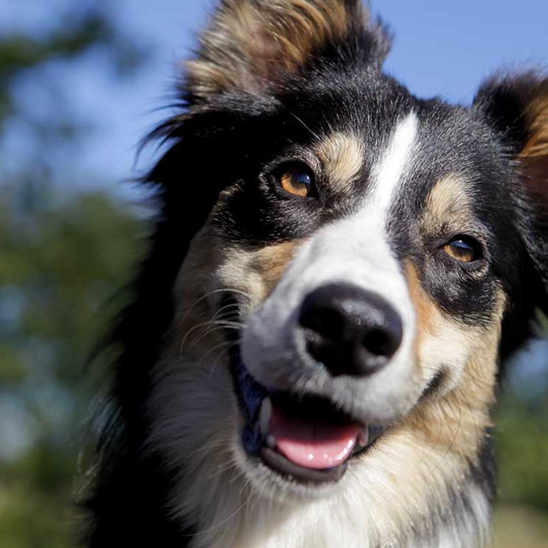 Estos son los problemas de visión que más suelen afectar a los border collie