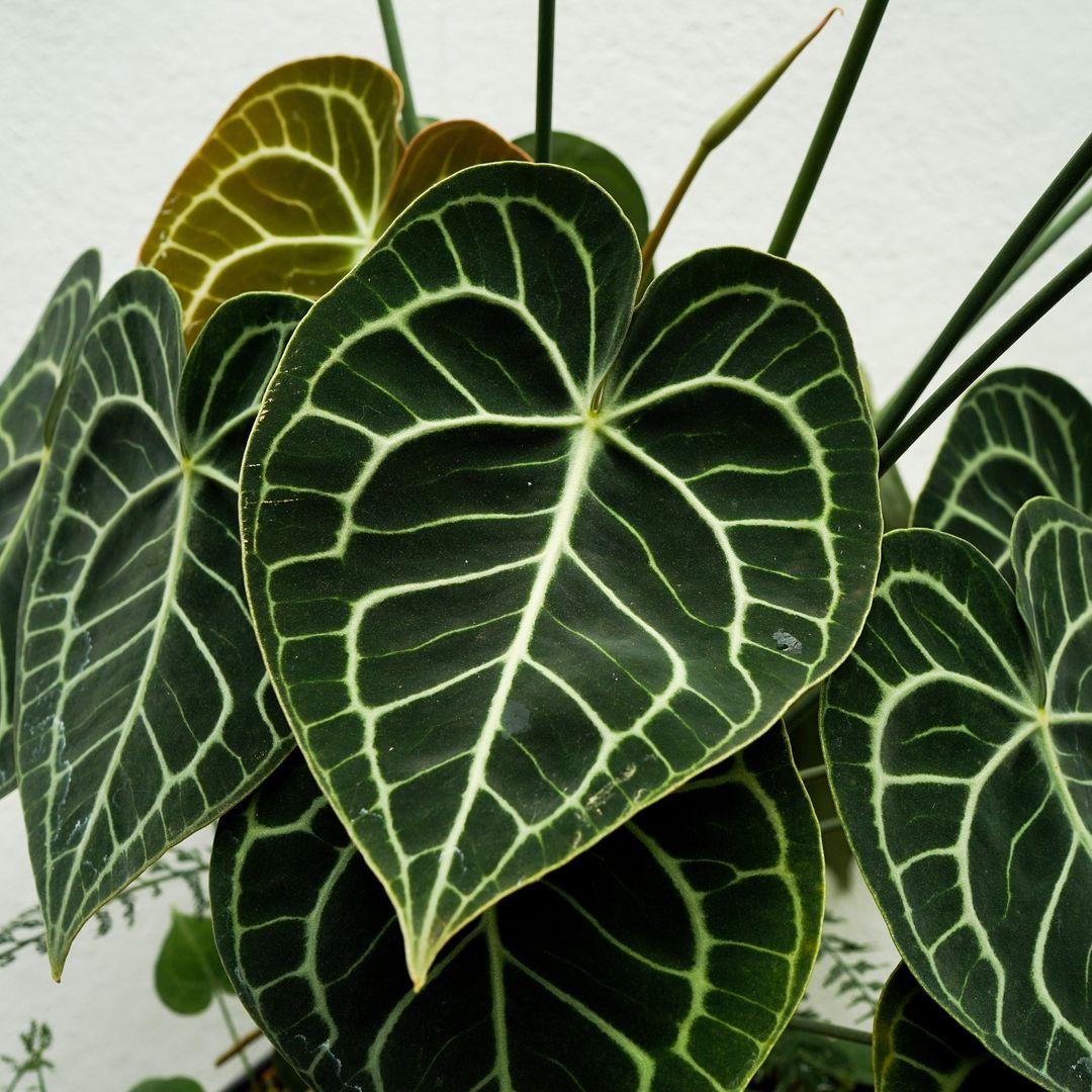 Anthurium Clarinervium o anturio terciopelo. 