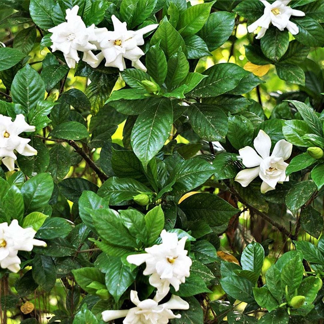 Descubre cómo cultivar la gardenia en el jardín o como planta de interior