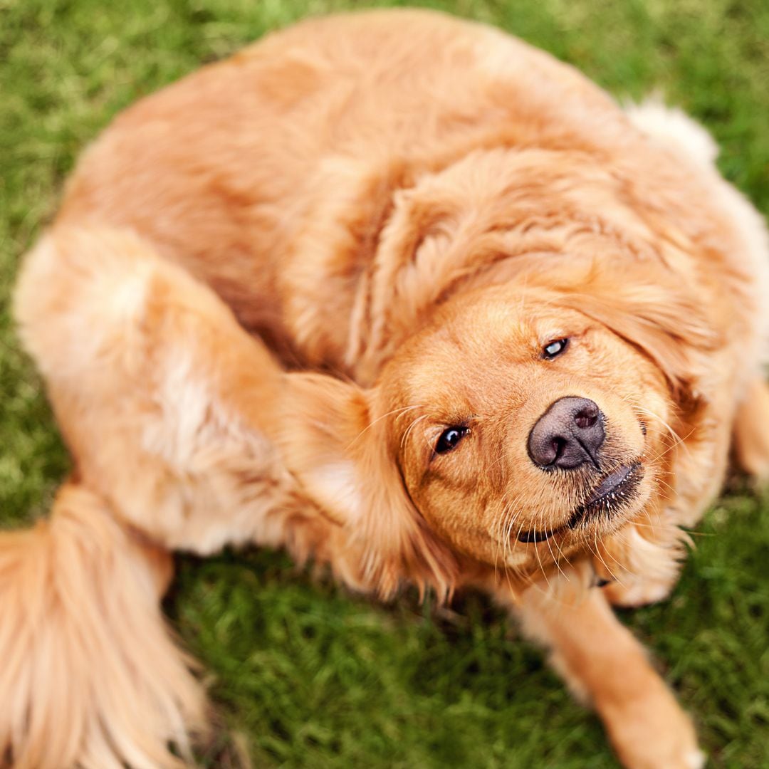Cómo quitar las garrapatas a tu perro como un auténtico veterinario