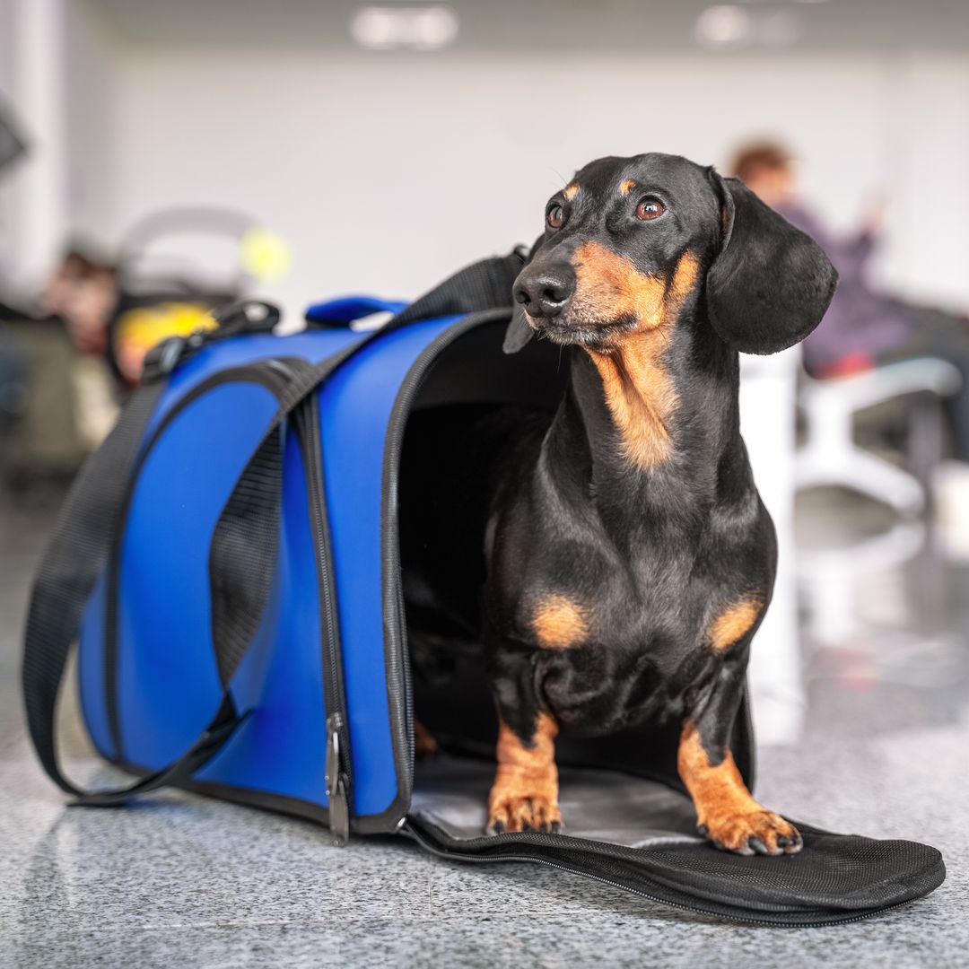Viajar con tu mascota en 2026 será distinto: estos son los nuevos requisitos en la UE