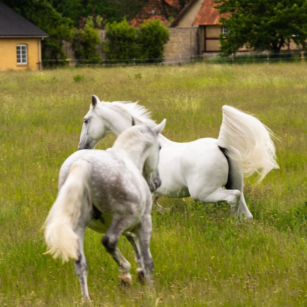 Caballos en el palacio de Christiansborg, Copenhague