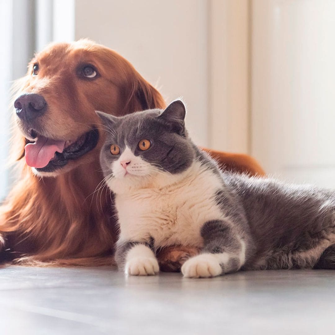Todo lo que debes saber sobre la nueva Ley de Bienestar Animal