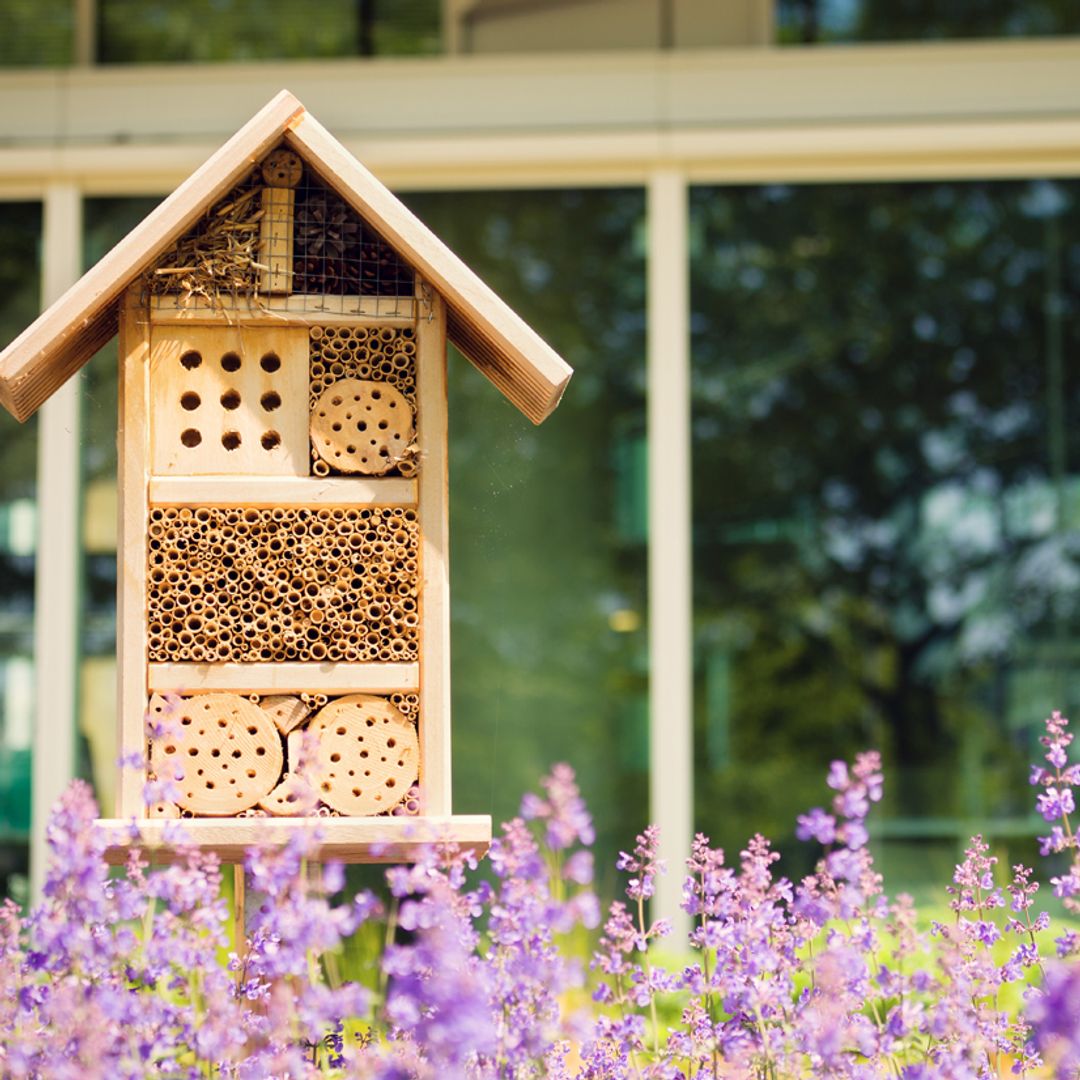 Estas son las plantas que deberías tener en tu jardín: decoran, perfuman y ayudan contra las plagas