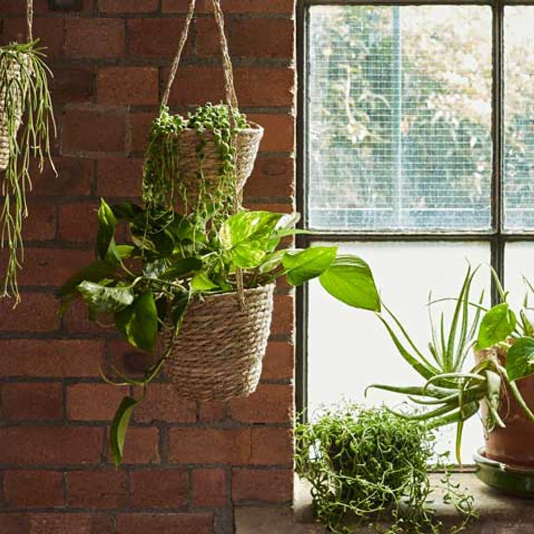 Estas plantas bajan los grados y refrescan tus estancias para que no pases calor este verano