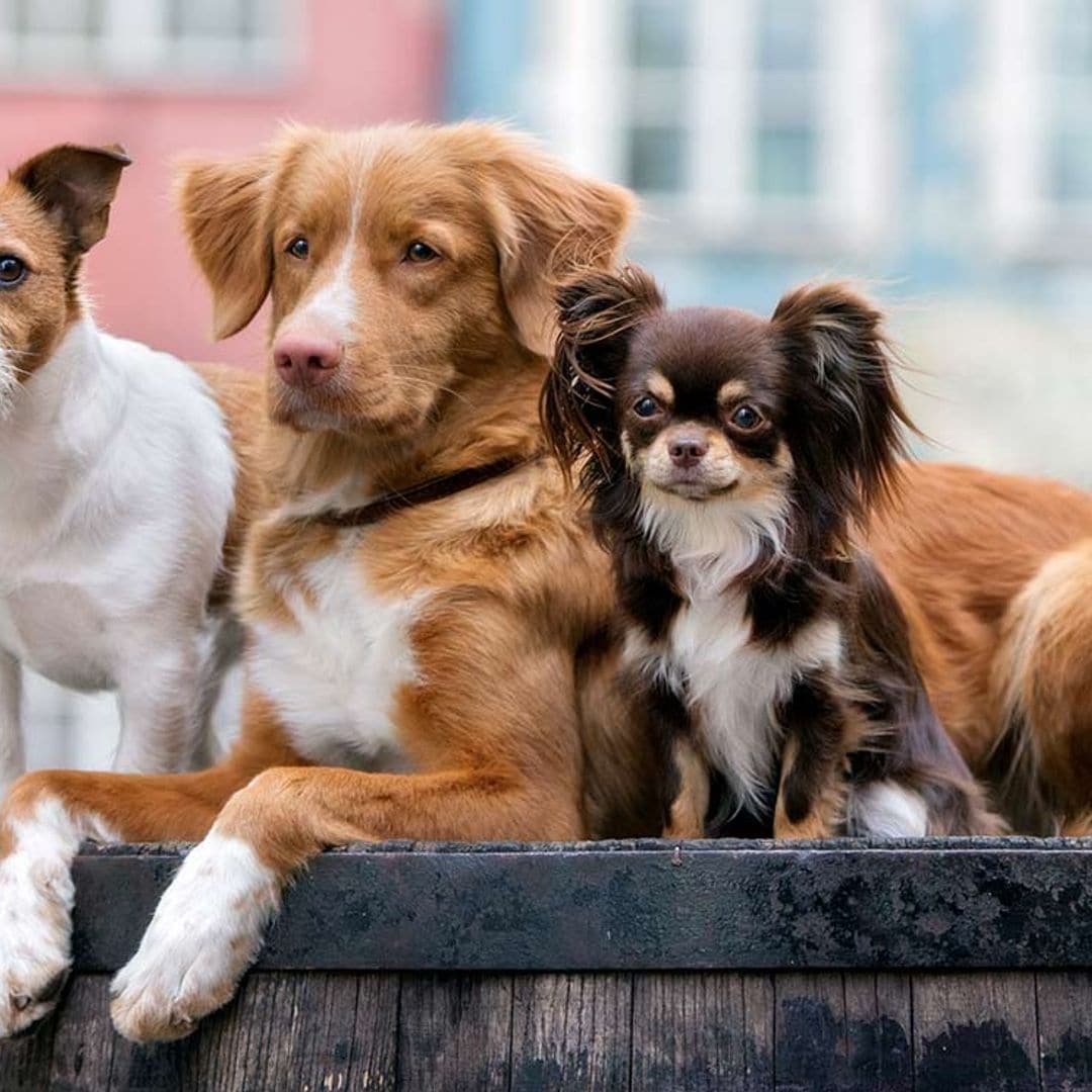 Estas son las razones por las que elegimos perros grandes o pequeños