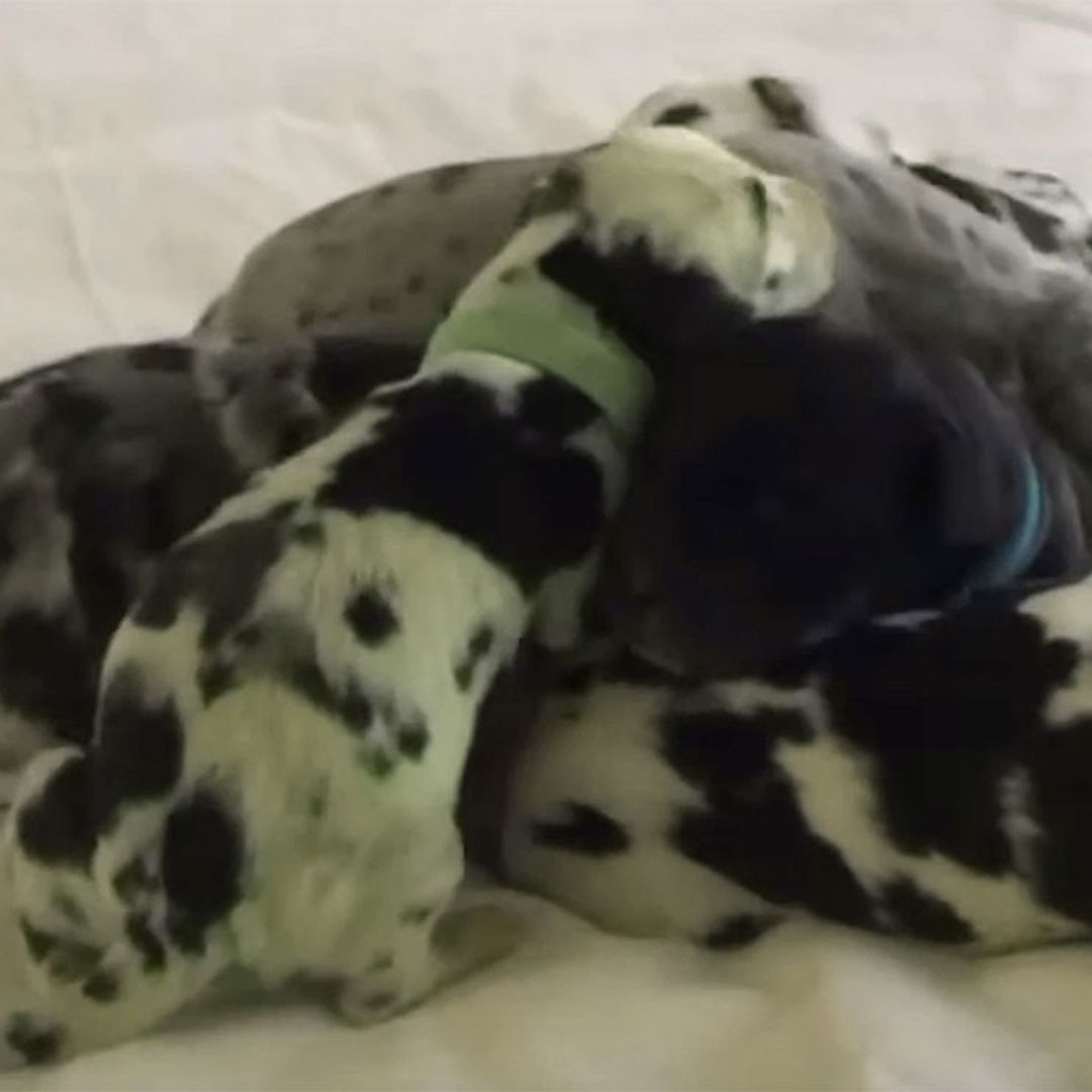 El curioso caso de Verdant, un perro de color verde nacido en EE.UU